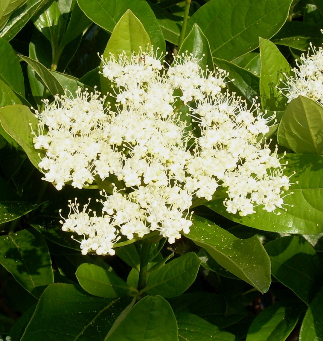 Winterthur Viburnum Natorp's Online Plant Store